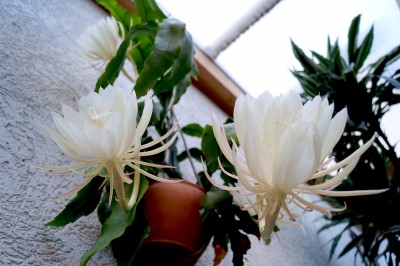 2015-05-08_epiphyllum_1.jpg