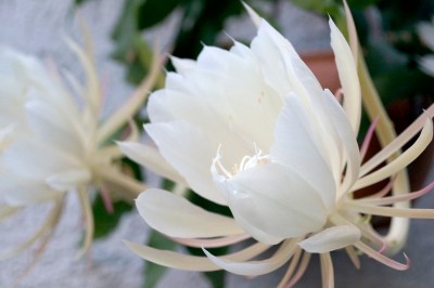 2015-05-08_epiphyllum_2.jpg
