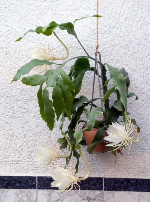 2015-05-08_epiphyllum_3.jpg
