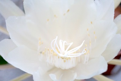 2015-05-08_epiphyllum_4.jpg