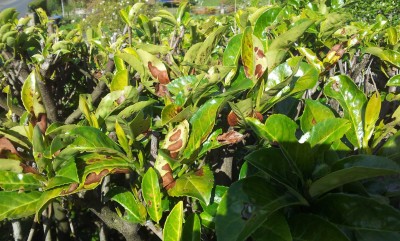 Was ist mit dem Kirschlorbeer?  Pflanzenkrankheiten & Schdlinge  GREEN24  Pflanzen & Garten Forum