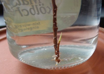 Ficus benj. Steckling-5.jpg