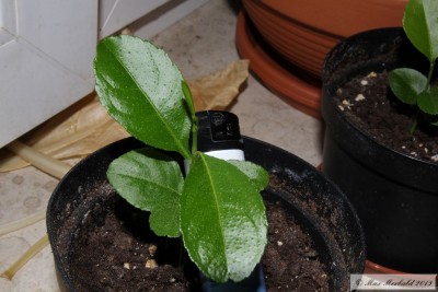 20150509_27.JPG