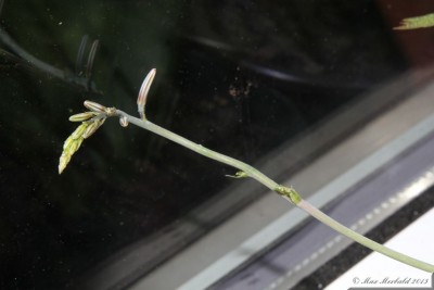 20150509_26.JPG
