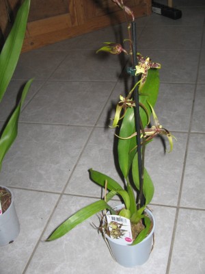 Orchis Mai 2015 005.JPG