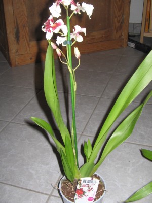 Orchis Mai 2015 004.JPG