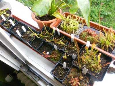capensis 2012.jpg