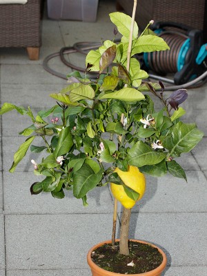 150509_zitrone_7.jpg