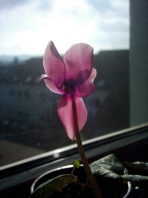 Cyclamen in der Sonne (3).JPG