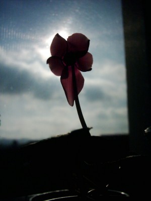Cyclamen in der Sonne.JPG