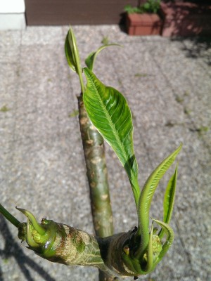 IMAG0981-3.jpg