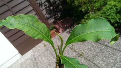 IMAG0982-3.jpg
