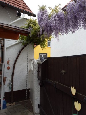 Blauregen04.jpg
