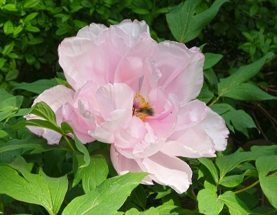 DSC00316.jpg