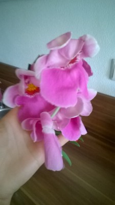WP_20150513_06_53_25_Pro.jpg
