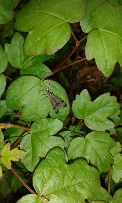 Gemeine Skorpionsfliege.jpg