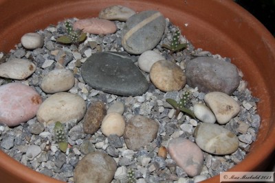 20150514_01.JPG