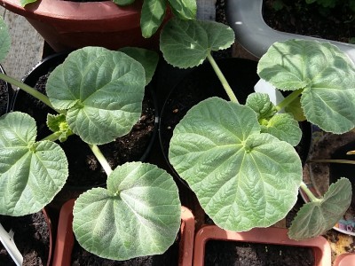 20150513_113401.jpg