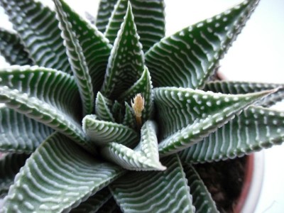 Haworthia_BT.jpg