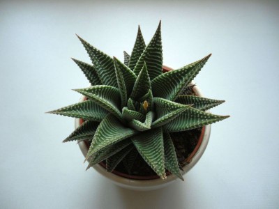 Haworthia_Habitus.jpg