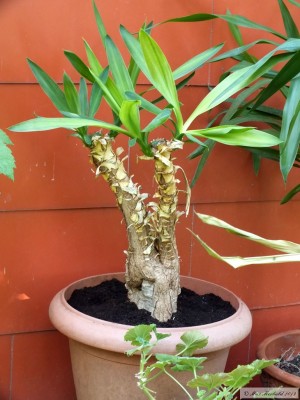 20150516_01.JPG