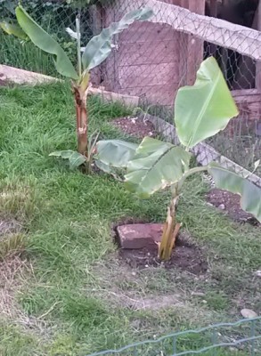 BananenBeetFarben.jpg
