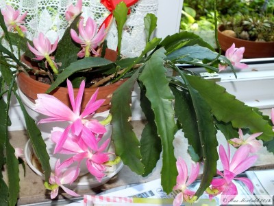 20150516_11.JPG