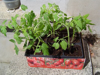 Tomaten.jpg