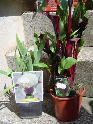 Iris und Calla.jpg