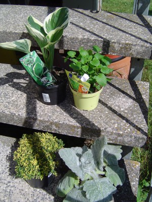 Hosta, Zitronenmelisse, Thymian,.jpg