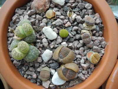 DSCN3775-k.jpg