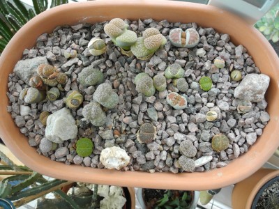 DSCN3776-k.jpg
