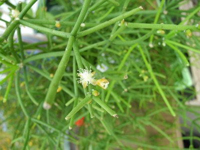 DSCN3773-k.jpg