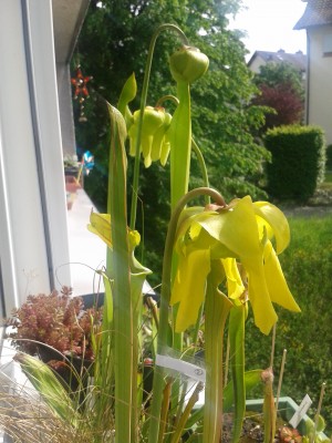 S.flava 11.5.15.jpg