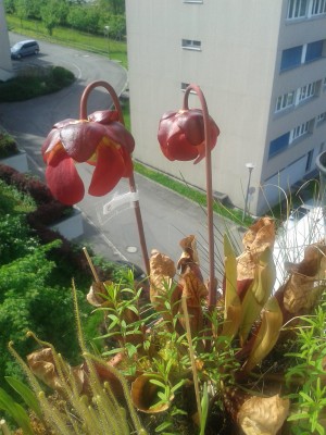 S.purp.ssp.venosa 11.5.15.jpg