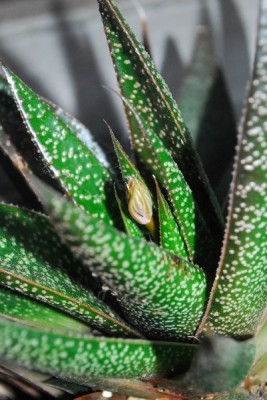 Aloe15 013pp.jpg