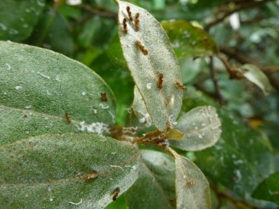 K1024_silberölweide_schädlinge (8).JPG