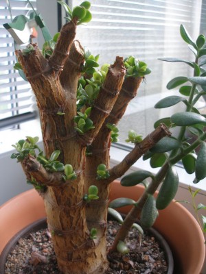 Crassula April.jpg