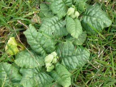 20140408 021 - Kopie.JPG