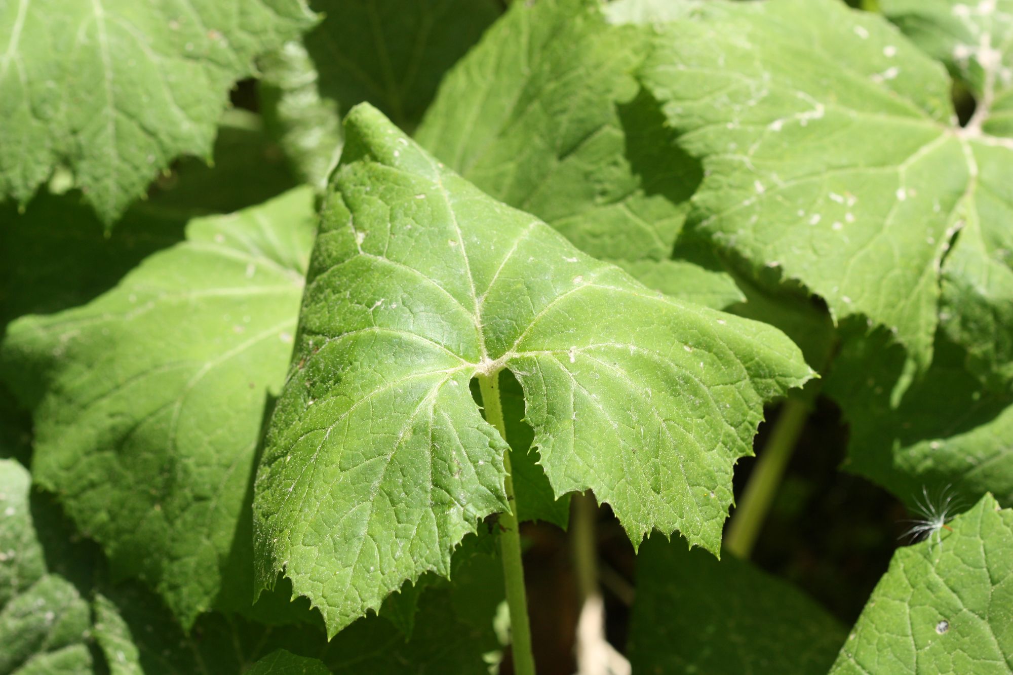 Großblättrige Pflanze im Feuchtgebiet · Pflanzenbestimmung & Pflanzensuche  · GREEN24 Pflanzen & Garten Forum