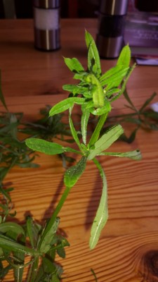 20150519_125223.jpg