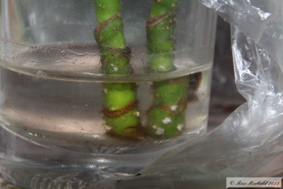 20150519_03.JPG