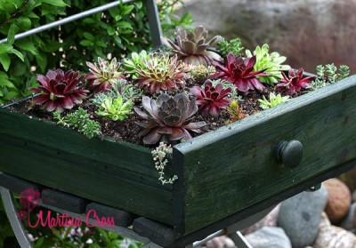 MC3822-Sempervivum.jpg