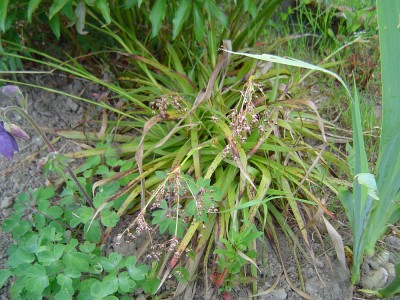 Gras 3.jpg