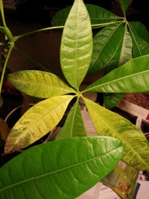 binicheinekrankeschefflera.jpg