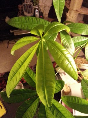 binicheineschefflera.jpg