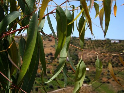 baum4.jpg