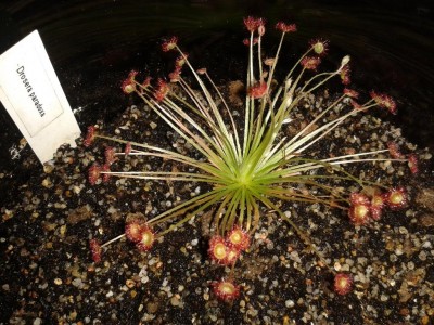 D.paradoxa 24.5.15.jpg