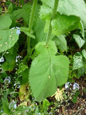 20150525 037.JPG