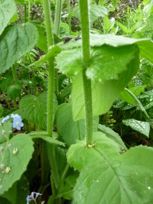 20150525 038.JPG